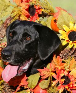 Black Labrador Retriever 19