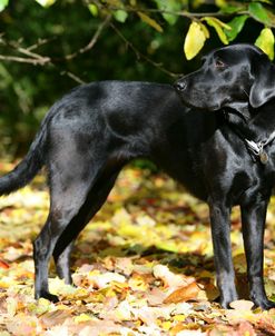 Black Labrador Retriever 20