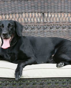 Black Labrador Retriever 11