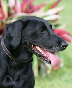 Black Labrador Retriever 12