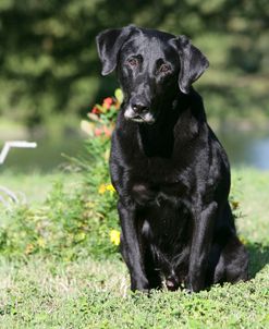 Black Labrador Retriever 13