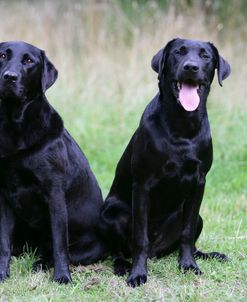 Black Labrador Retriever 25