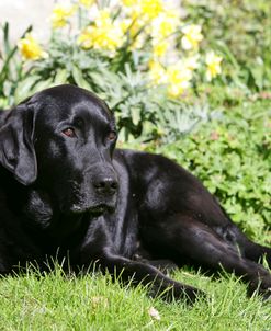 Black Labrador Retriever 26