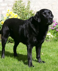 Black Labrador Retriever 28