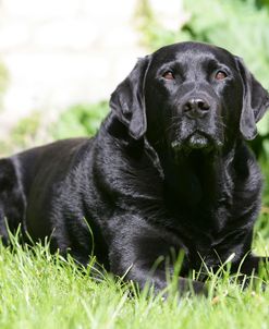 Black Labrador Retriever 29