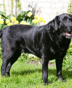Black Labrador Retriever 30