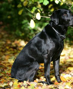 Black Labrador Retriever 21