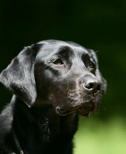 Black Labrador Retriever 22
