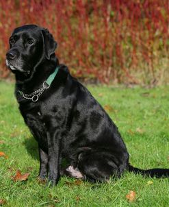 Black Labrador Retriever 23