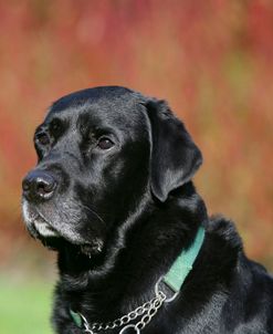 Black Labrador Retriever 24