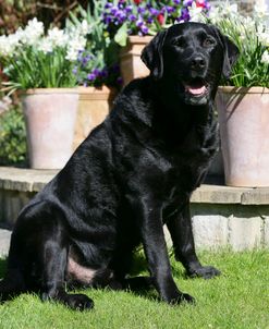 Black Labrador Retriever 31