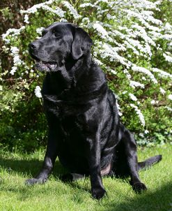 Black Labrador Retriever 32