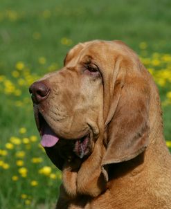 Bloodhound 17