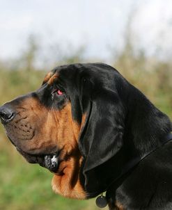 Bloodhound 11