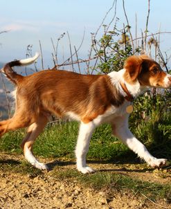 Border Collie 02