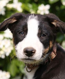 Border Collie 03