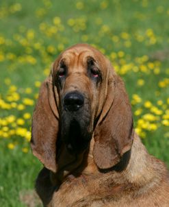 Bloodhound 19
