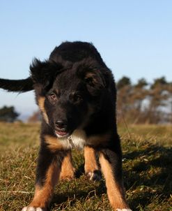 Border Collie 08