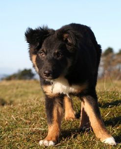 Border Collie 09