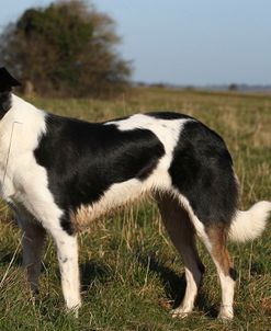 Border Collie 12