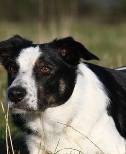 Border Collie 13