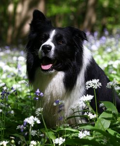 Border Collie 04