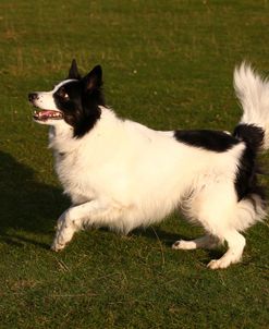 Border Collie 05