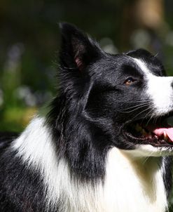 Border Collie 06