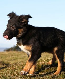 Border Collie 07