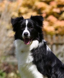 Border Collie 18