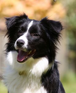 Border Collie 19