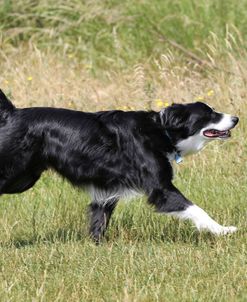 Border Collie 20