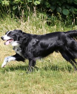 Border Collie 21