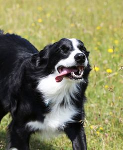 Border Collie 22