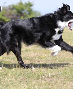 Border Collie 23