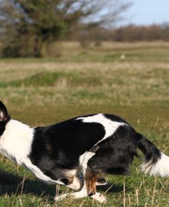 Border Collie 14