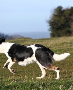 Border Collie 15