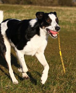 Border Collie 16