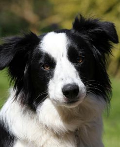 Border Collie 28