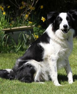 Border Collie 29