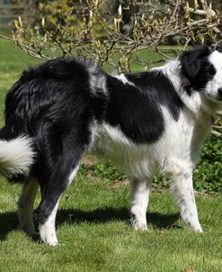 Border Collie 30