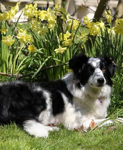 Border Collie 31