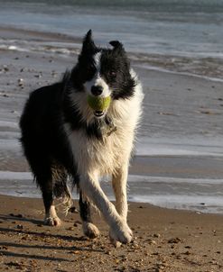 Border Collie 32