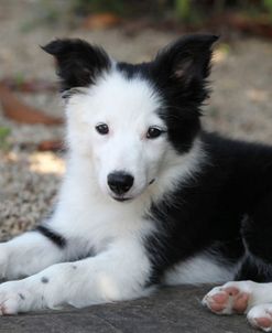 Border Collie 33