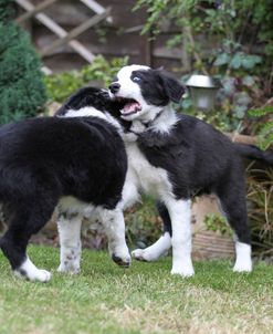 Border Collie 26