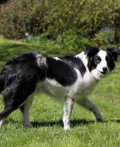 Border Collie 27