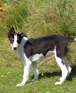 Border Collie 38