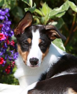 Border Collie 40