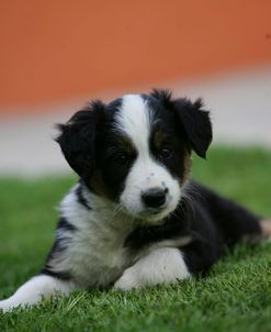 Border Collie 41