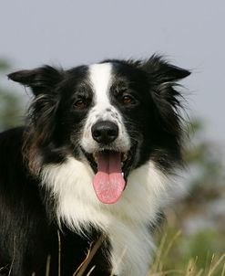 Border Collie 42